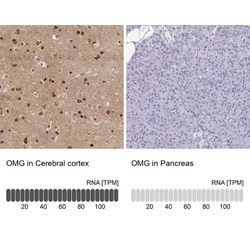 OMgp Antibody, Novus Biologicals 0.1mL; Unlabeled:Antibodies, Polyclonal
